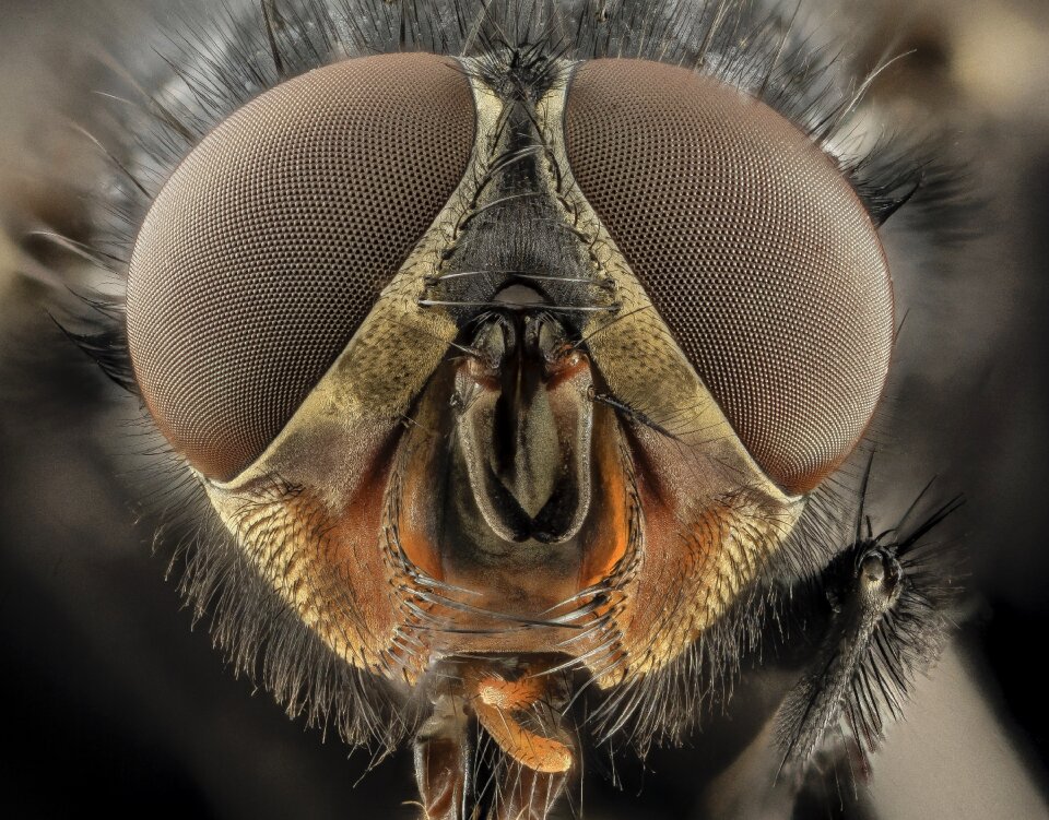 Macro blue bottle fly blowfly