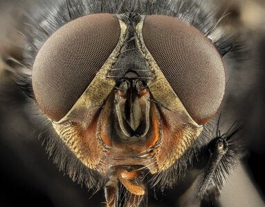 Macro blue bottle fly blowfly
