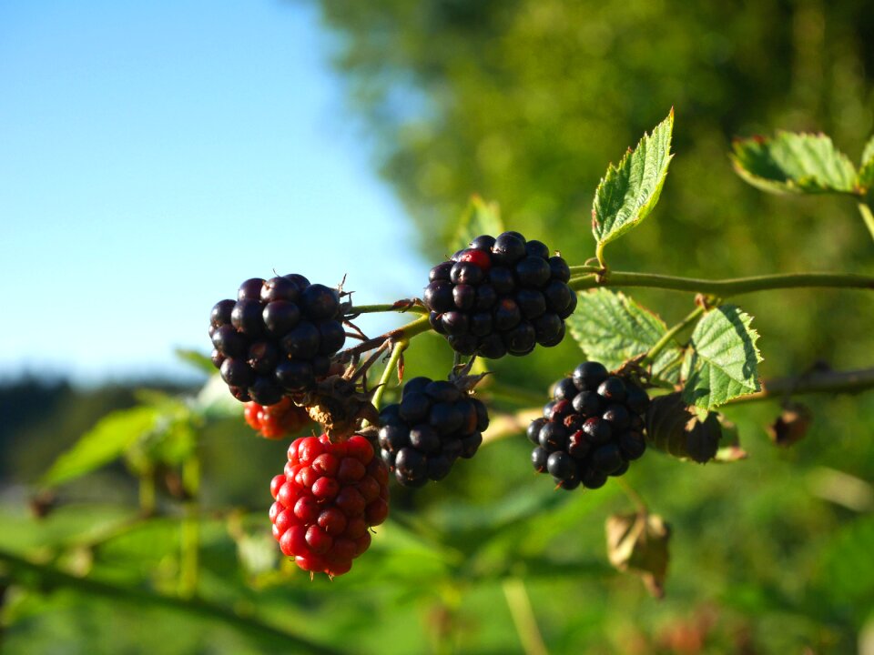 Blue fruits summer