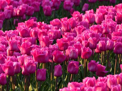 Pink tulip fields flower photo