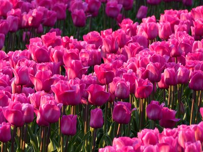 Pink tulip fields flower