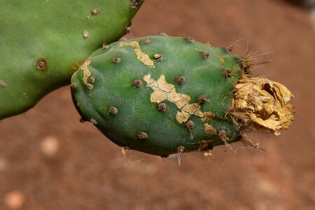 Prickly mediterranean spur