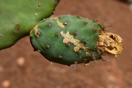 Prickly mediterranean spur photo