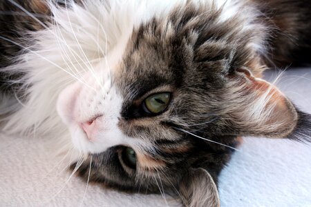 Pet futrzak animal