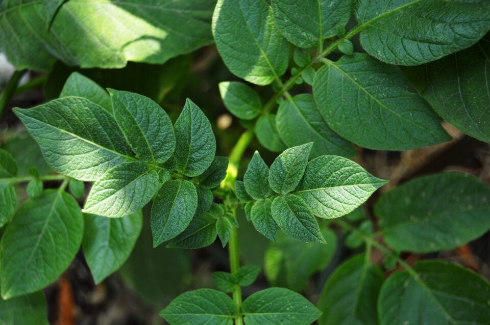 Plant spring brightness