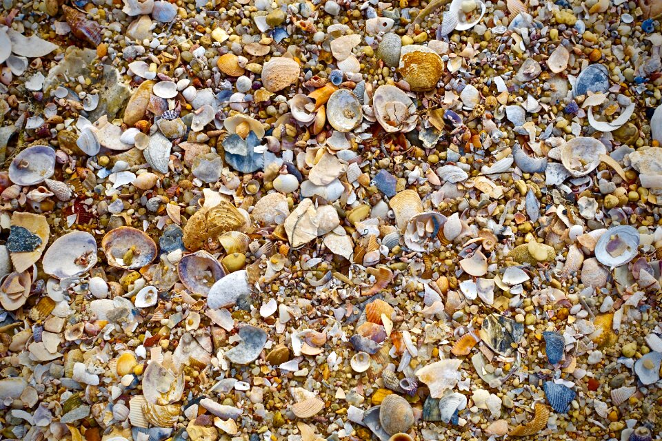 Beach scene sea shells seashells