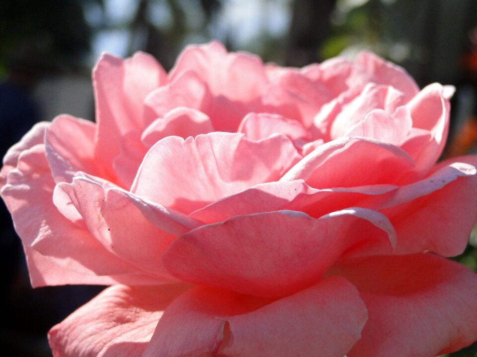 Linda rosa garden