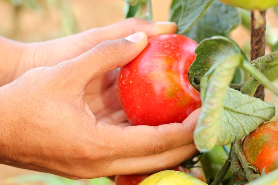 Holding harvest food