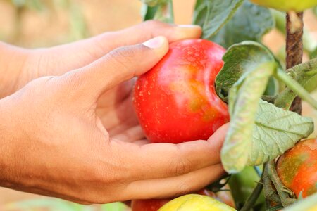Holding harvest food