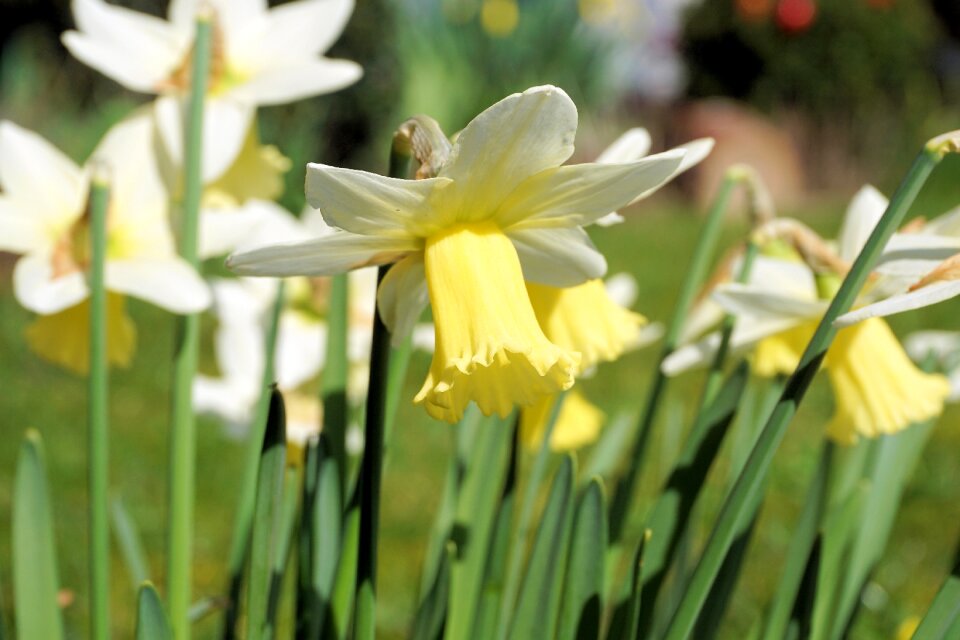 Yellow flower close up nature photo