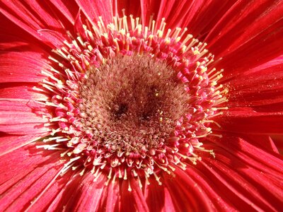 Pollen bloom plant