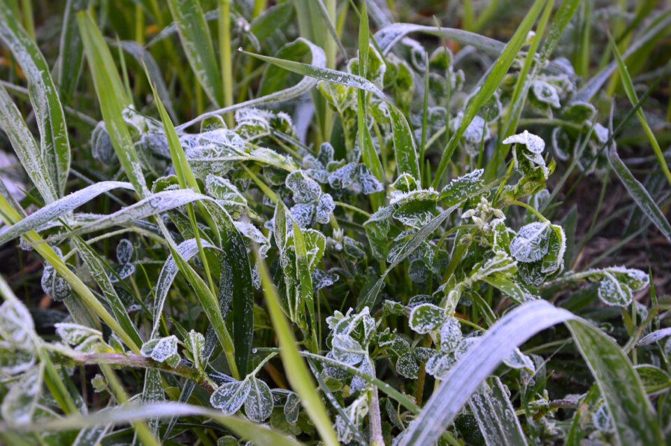 Meadow close up ripe