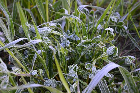 Meadow close up ripe