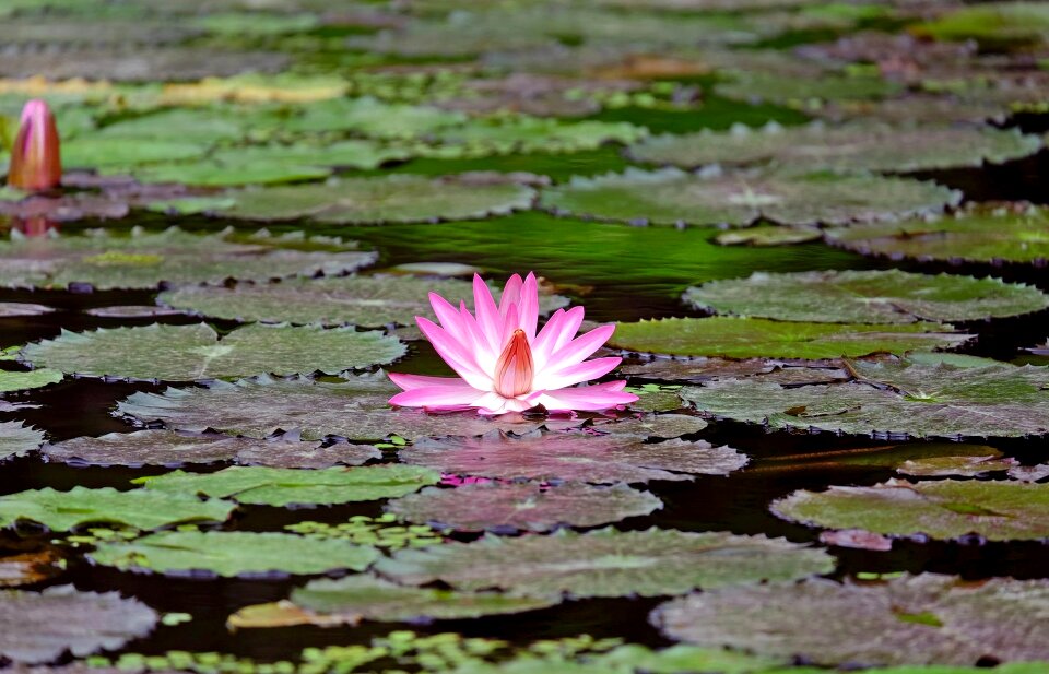 Bloom pink pond