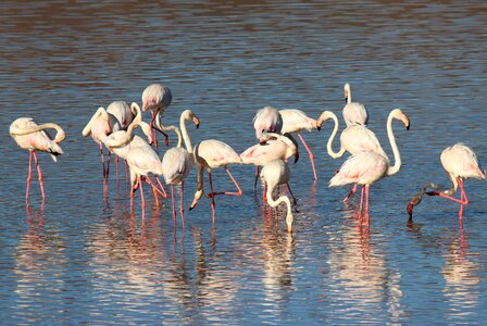 Beak pink flamingo feathers photo