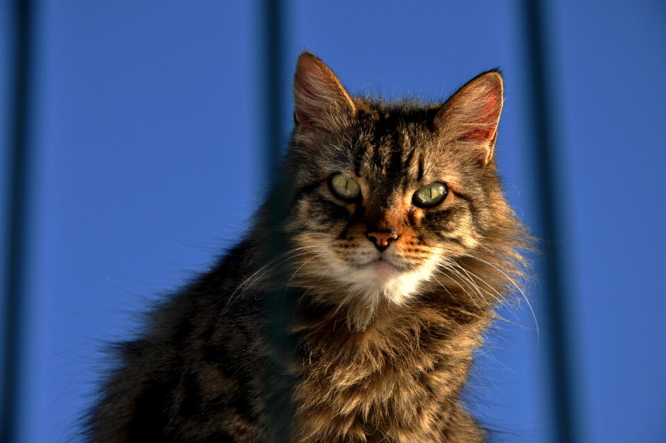 Cat animals cute cat