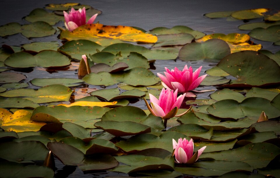 Plant pond flower