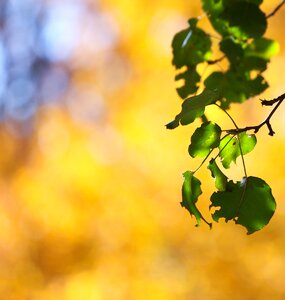 Pear tree sunny sun photo