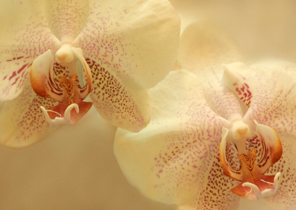 Floral blossom bloom