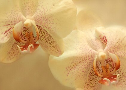 Floral blossom bloom