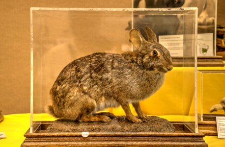 18-19-075-rabbit