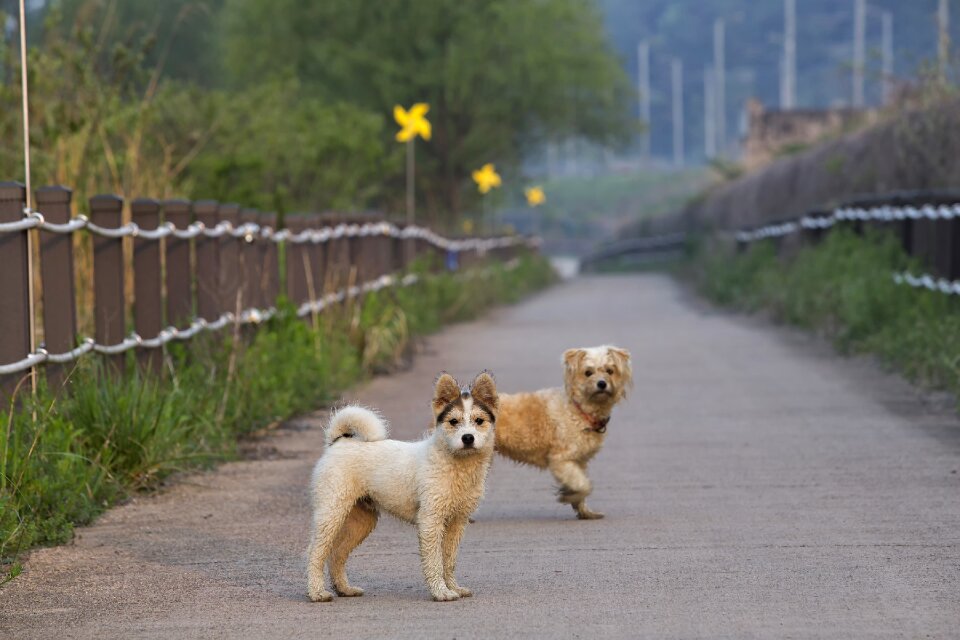 Dog couple road