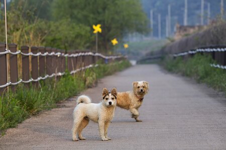 Dog couple road photo