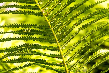 Fiddlehead leaf green plant