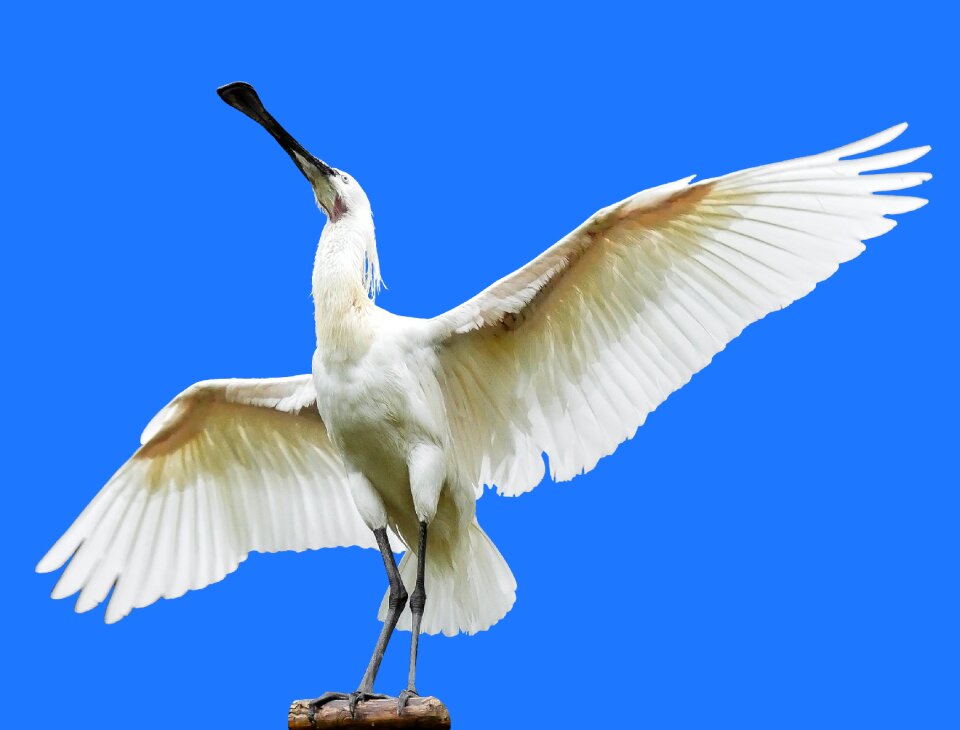 Spoon heron löffler wing