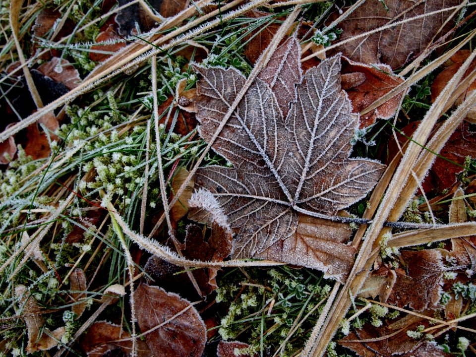18-01-2015_Frosty_Leafes
