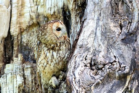 Bird nature wildlife photo