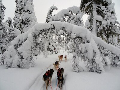 Lapland cold snow photo