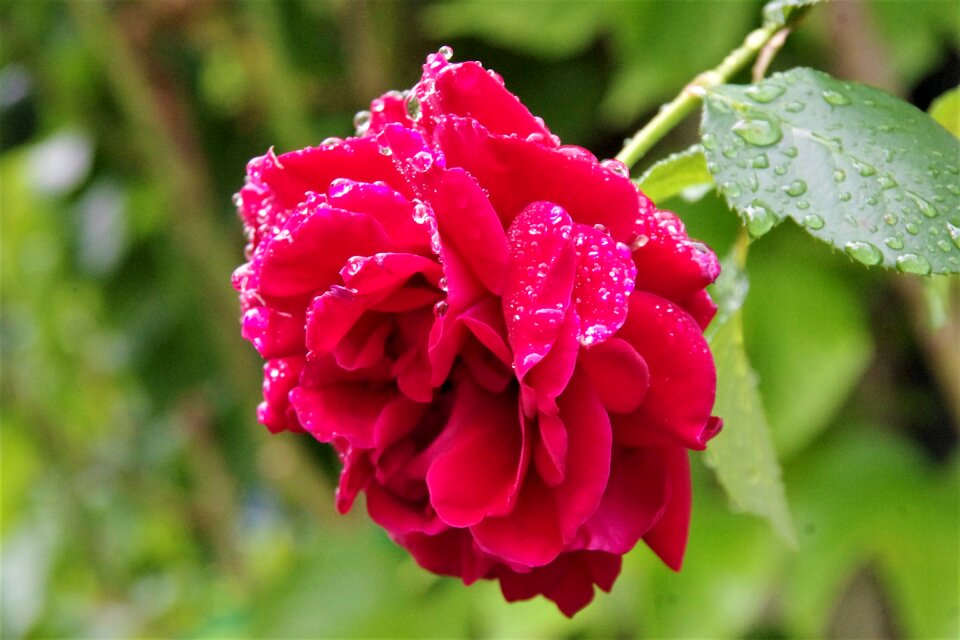 Blossom bloom fresh