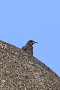 Little bird method bulbul wild birds