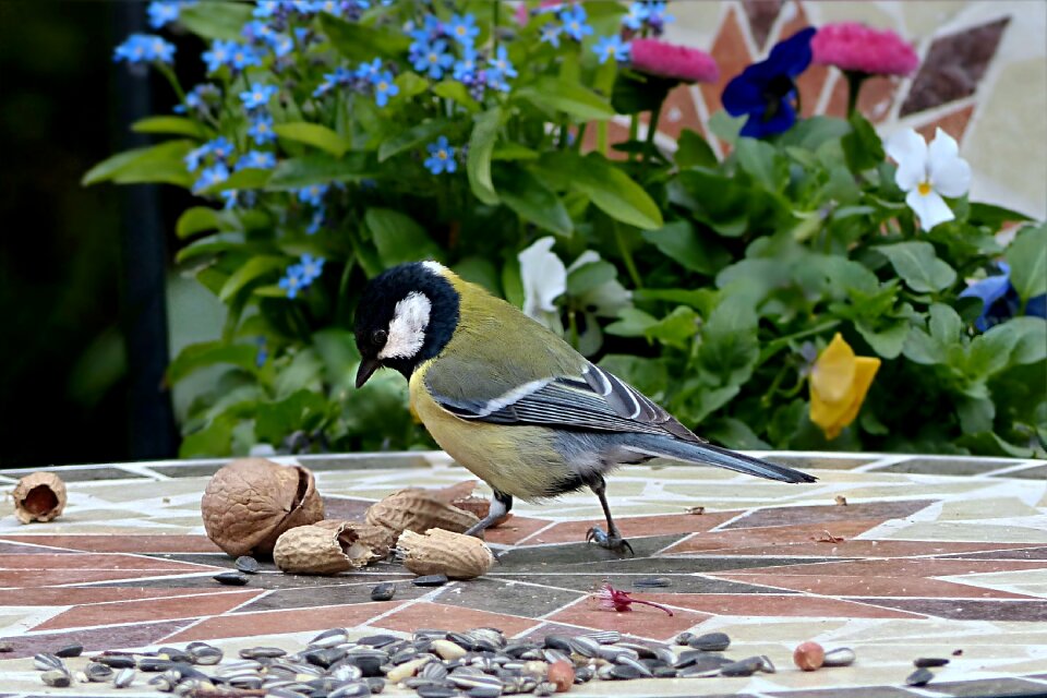 Bird foraging garden