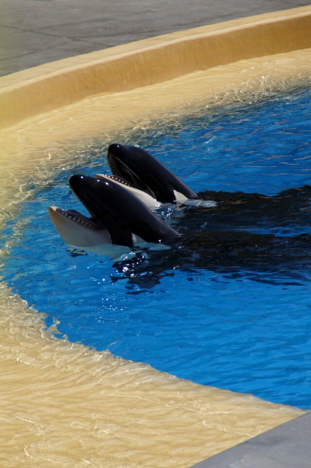 Killer whale zoo orcinus orca