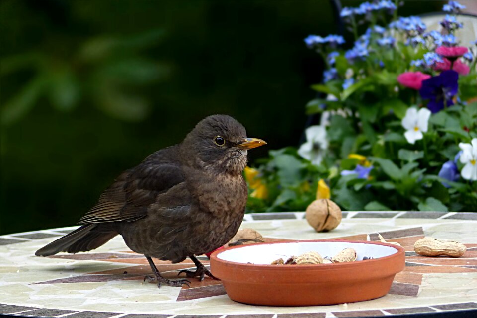 Turdus philomelos foraging garden