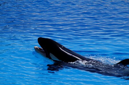 Killer whale orcinus orca animal photo
