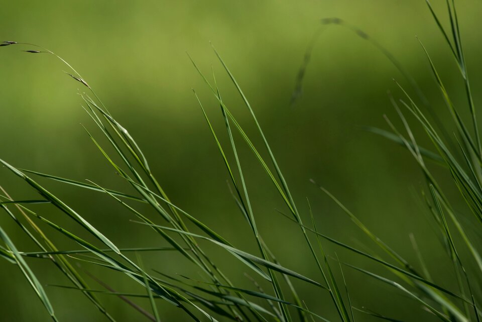 Nature plant high grass