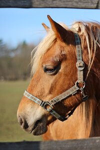 Horse spring nature