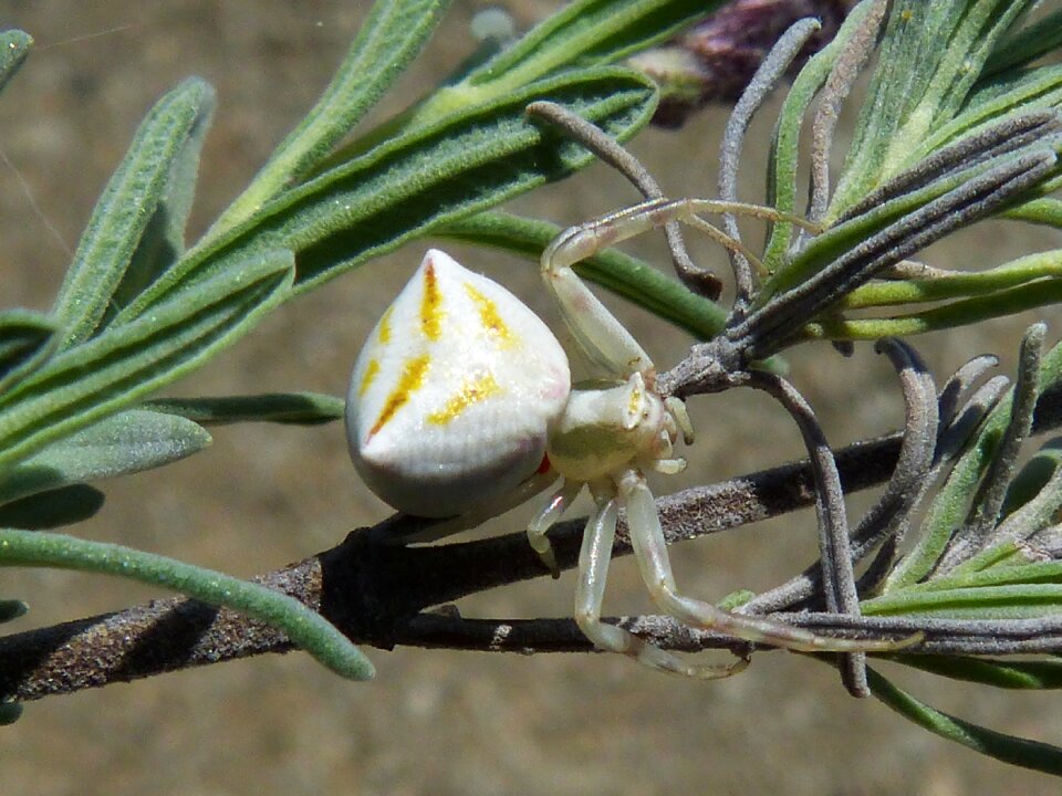 Misumena vatia arachnid priorat