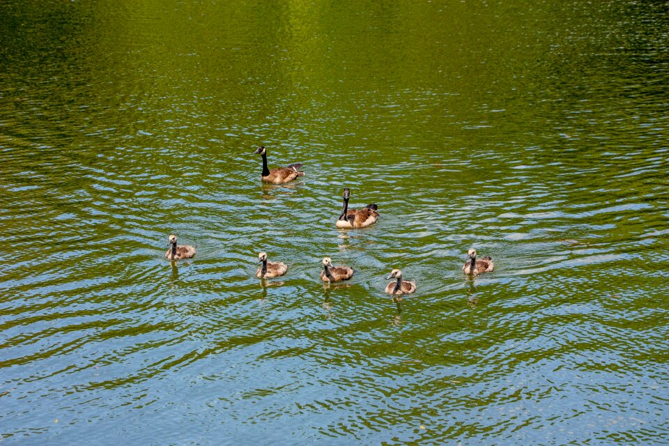 Swimming pond babies