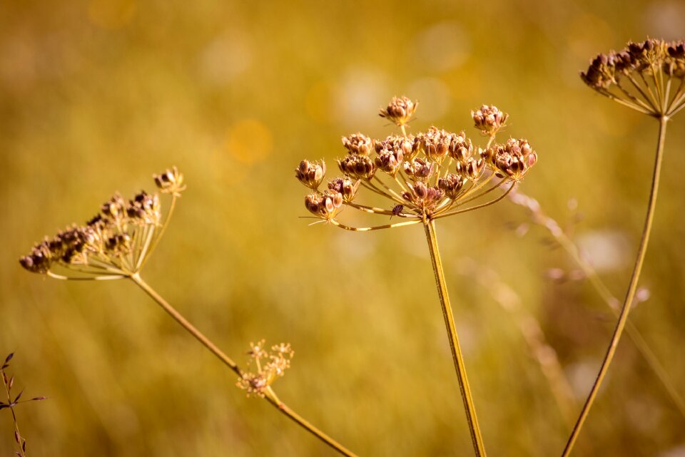 Summer seeds close up