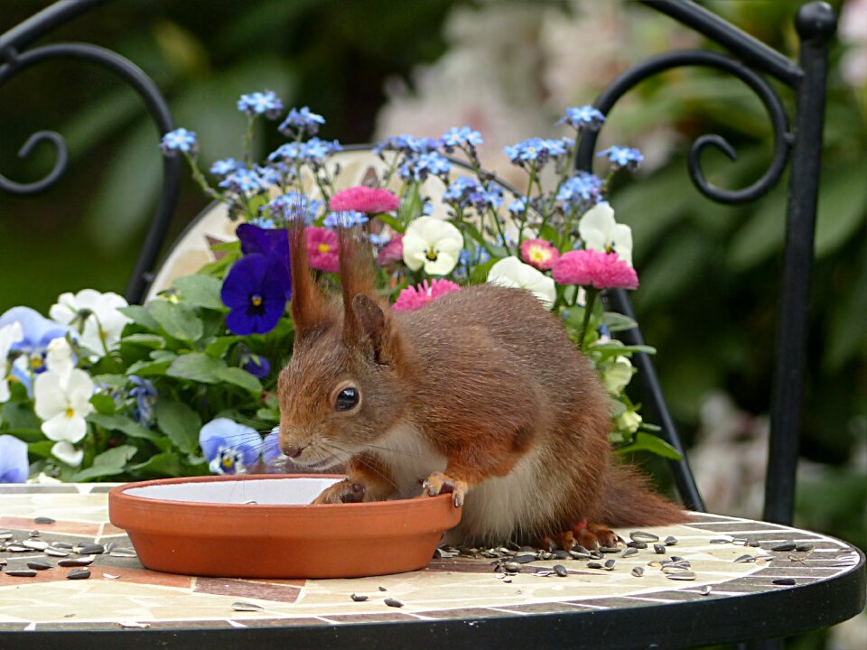 Sciurus vulgaris major foraging garden