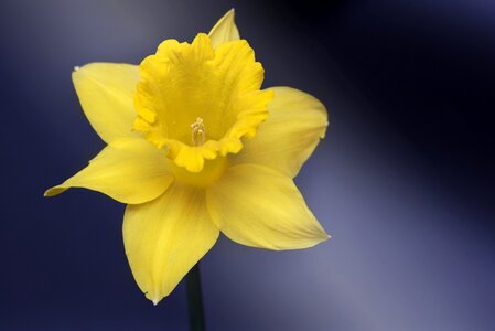 Narcissus pseudonarcissus yellow flower spring flower photo