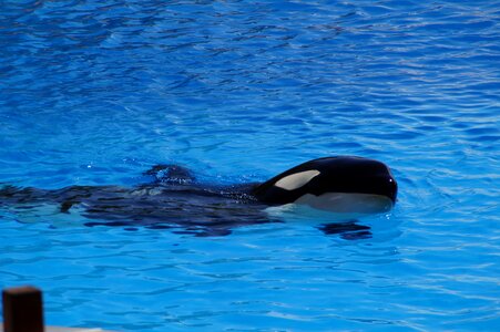Killer whale orcinus orca animal photo
