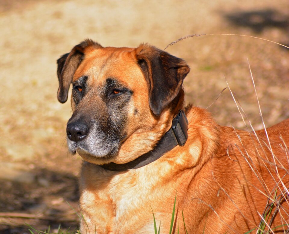Portrait big dog head