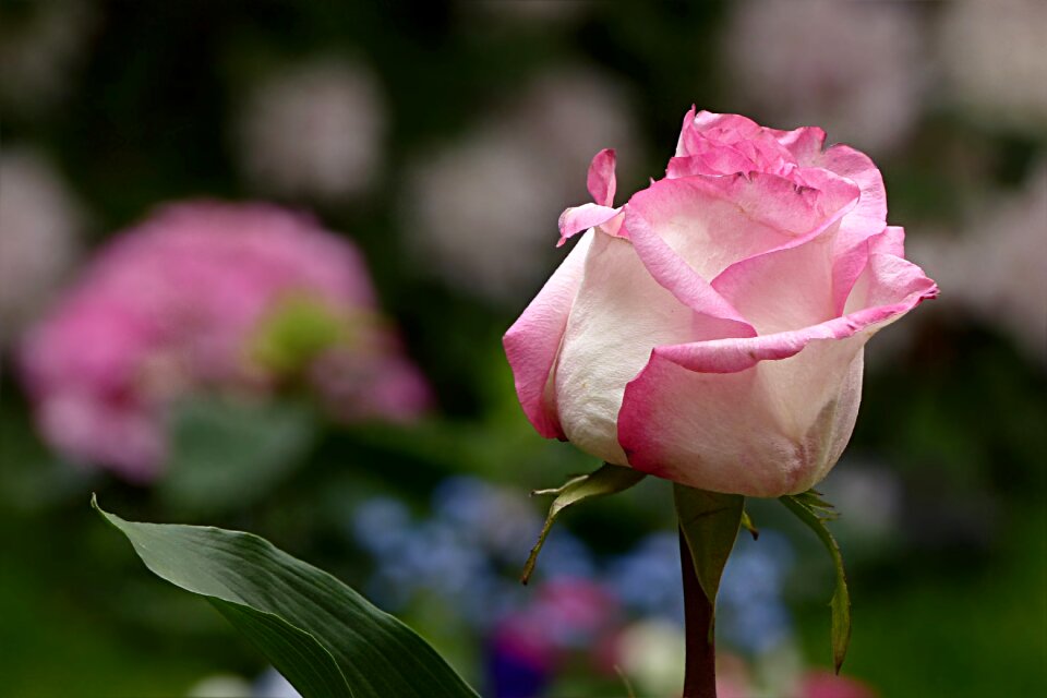 Pink white pretty tender