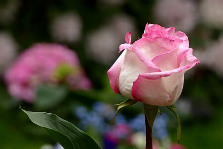 Pink white pretty tender