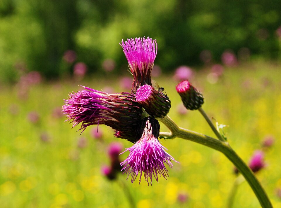 Beskids meadow violet